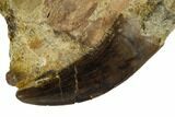 Serrated, Tyrannosaur Tooth in Sandstone - Judith River Formation #114011-2